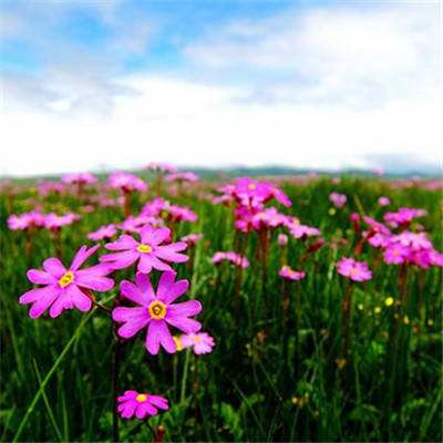 半岛手机网页版登录