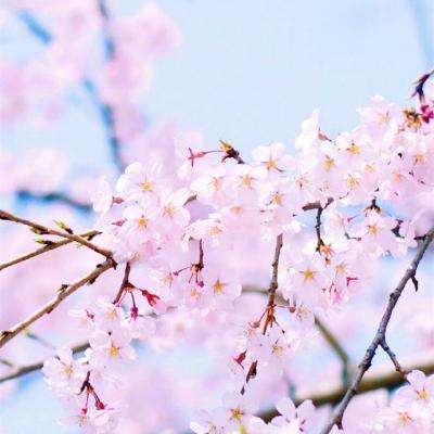 澳门王中王100%的资料手机app下载